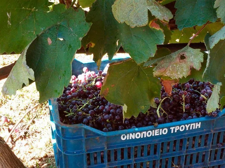 Τελάρο με σταφύλια Μοσχοφίλερου στον τρύγο